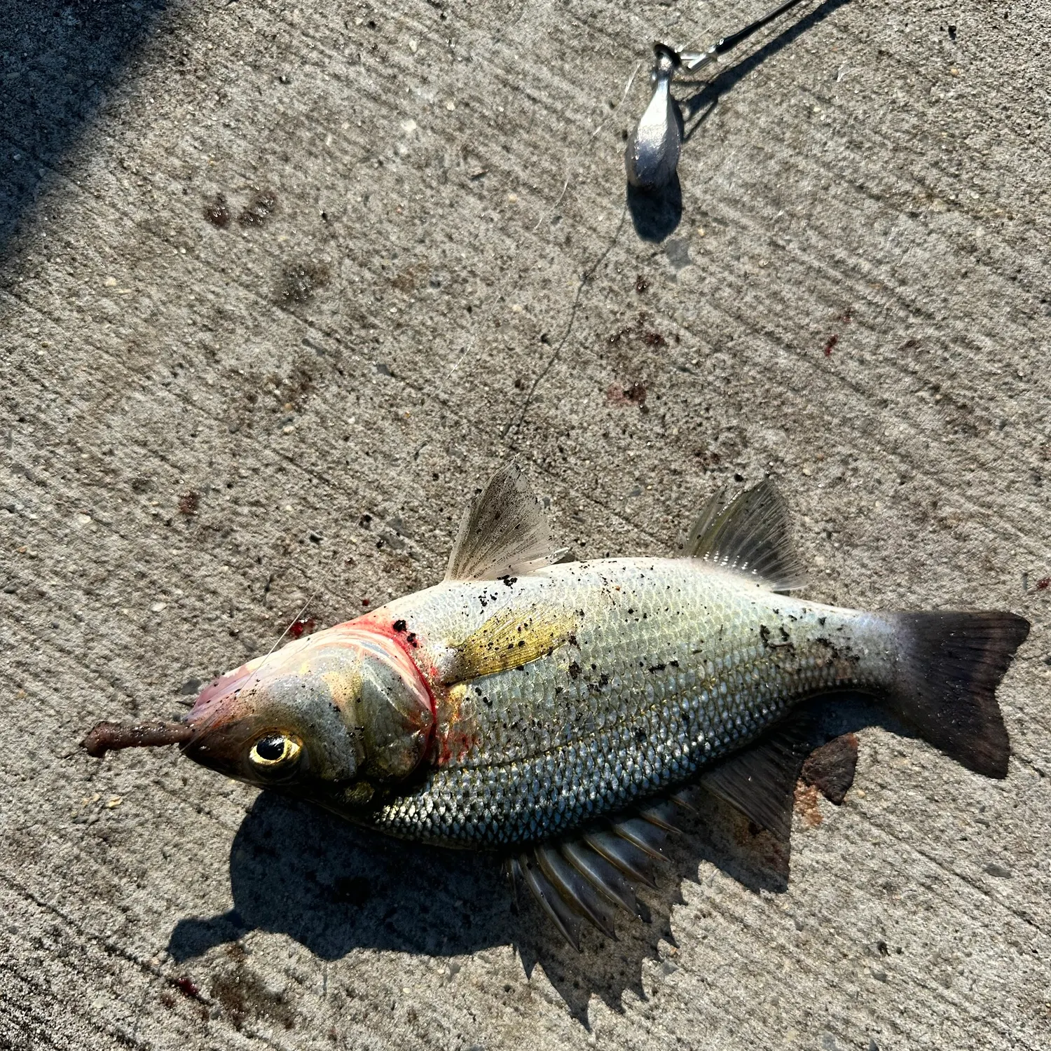 White perch caught on Fishbrain