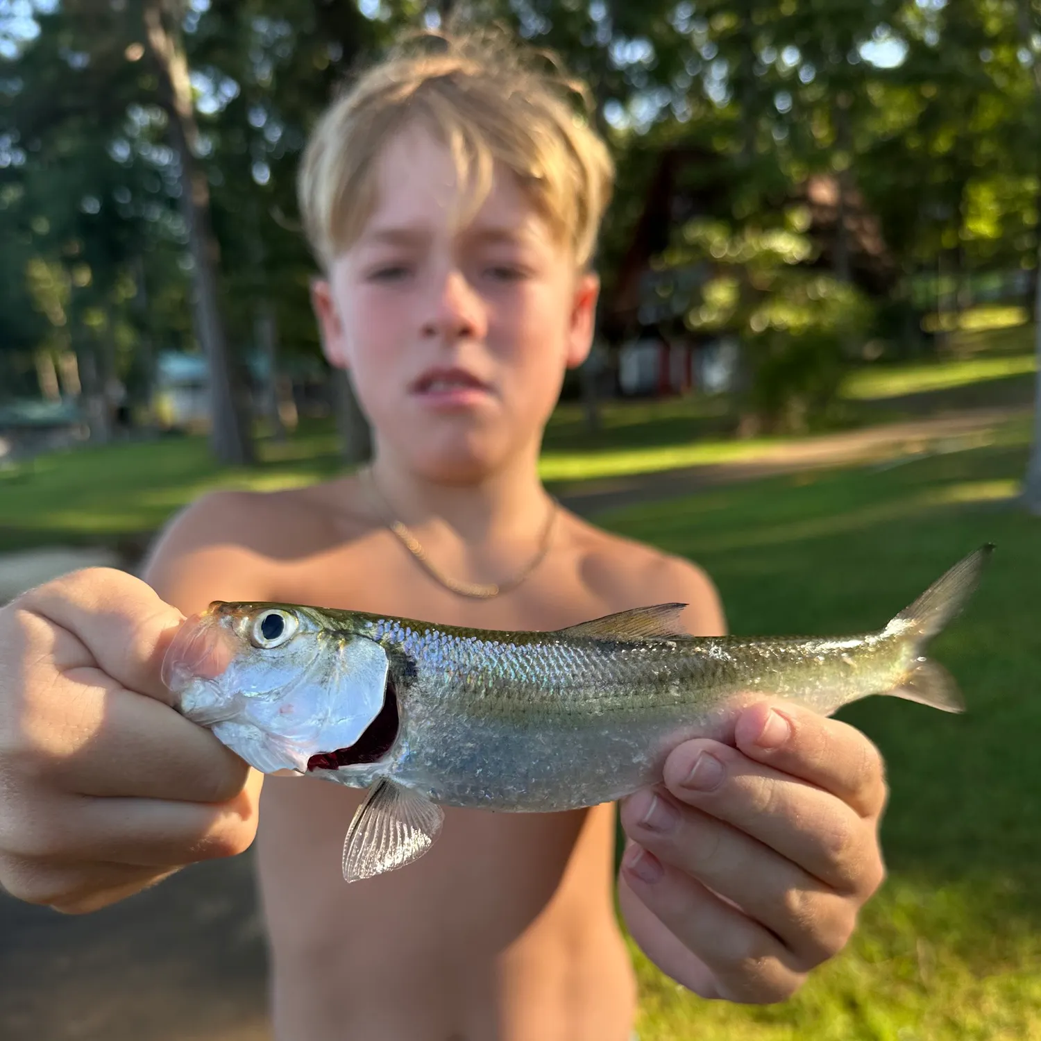 The most recent Skipjack herring catches on Fishbrain