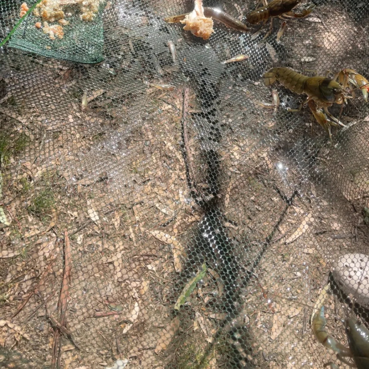 The most recent Common yabby catches on Fishbrain