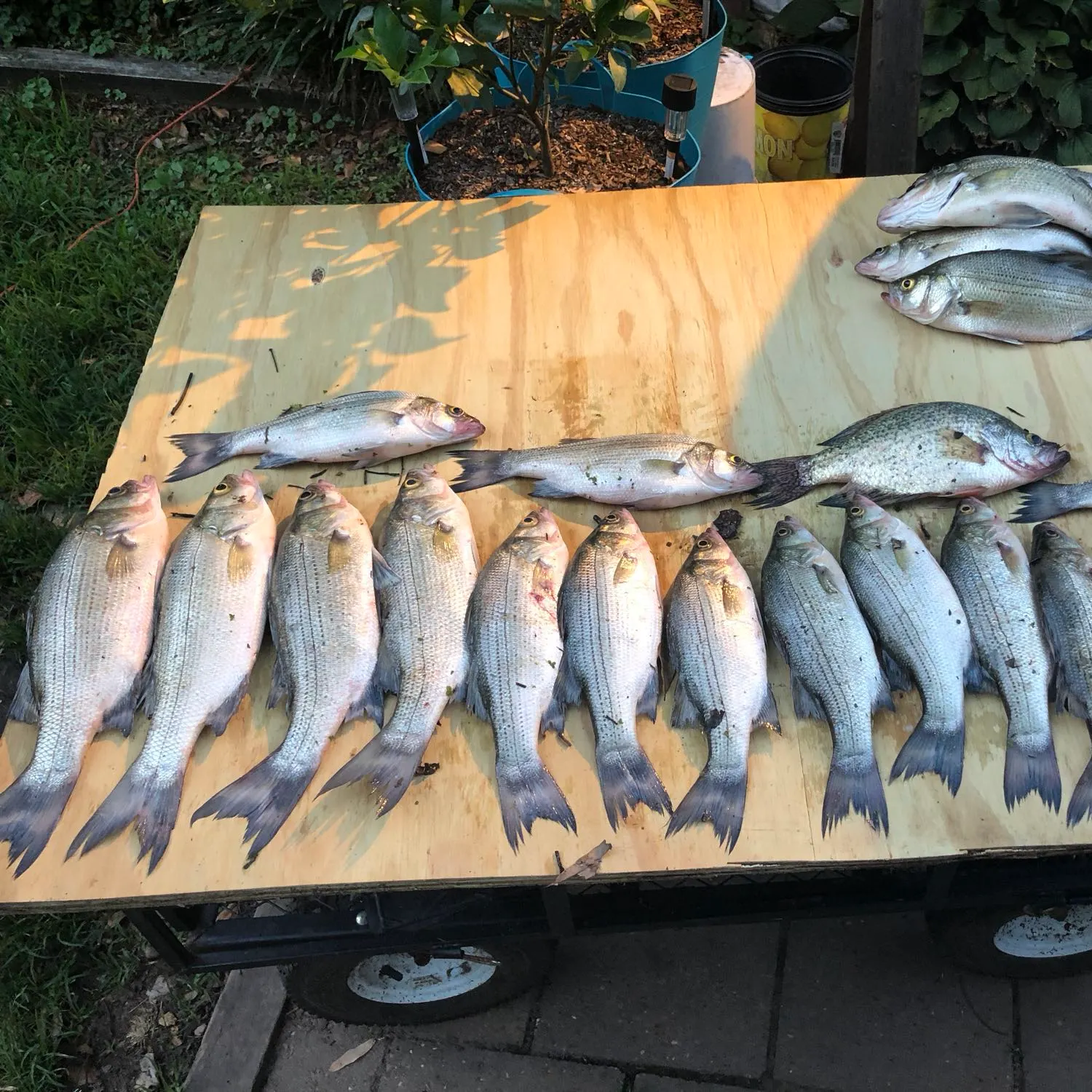 recently logged catches