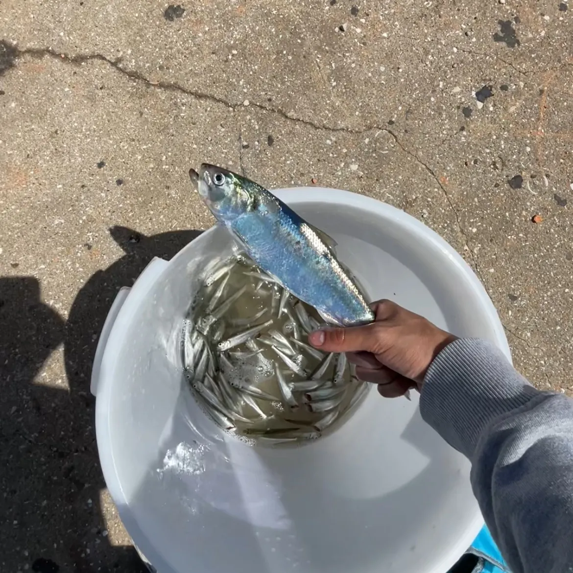 The most recent Allis shad catches on Fishbrain