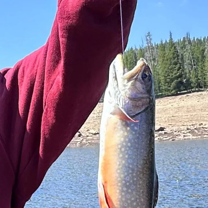 Brook trout caught on Fishbrain