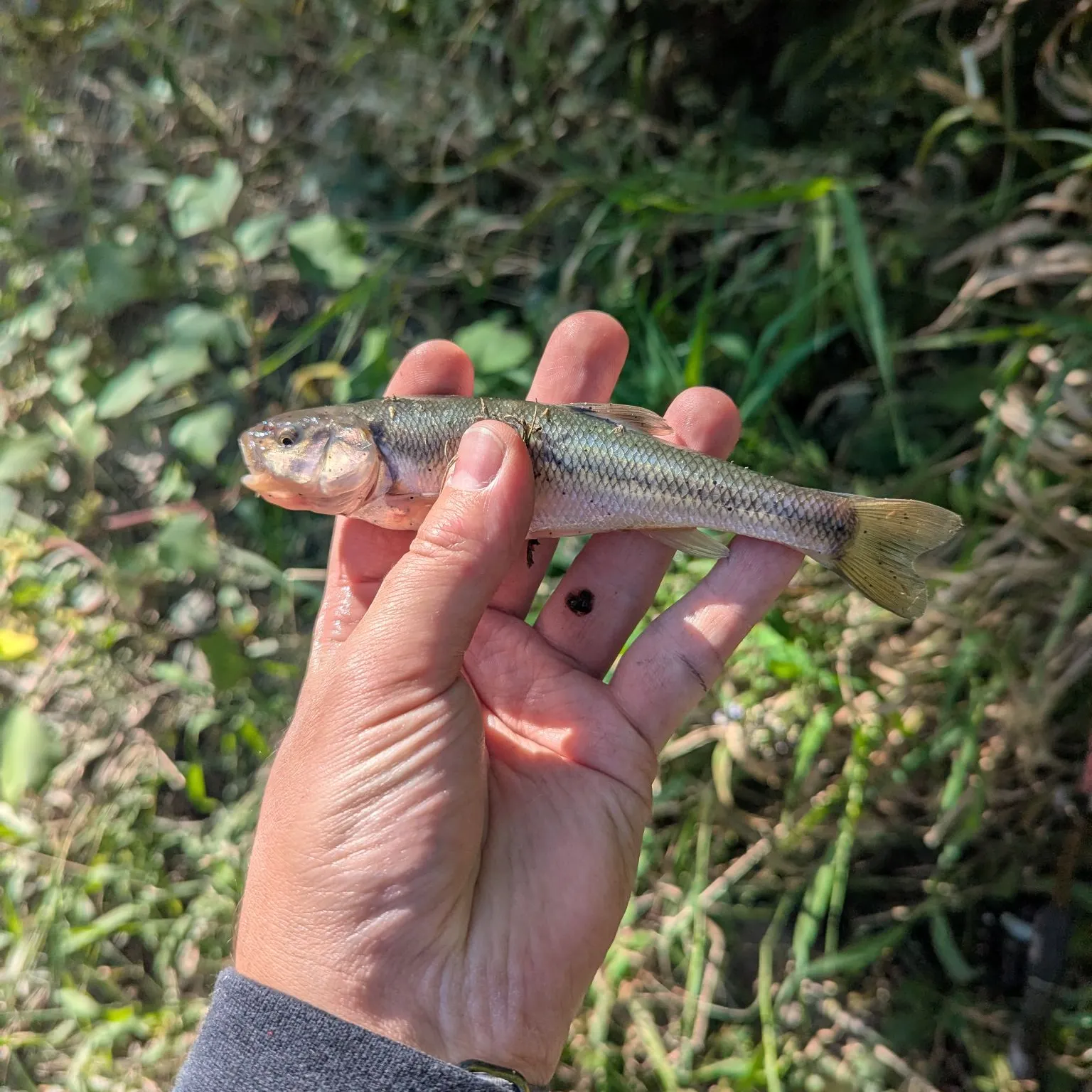 Creek chub caught on Fishbrain