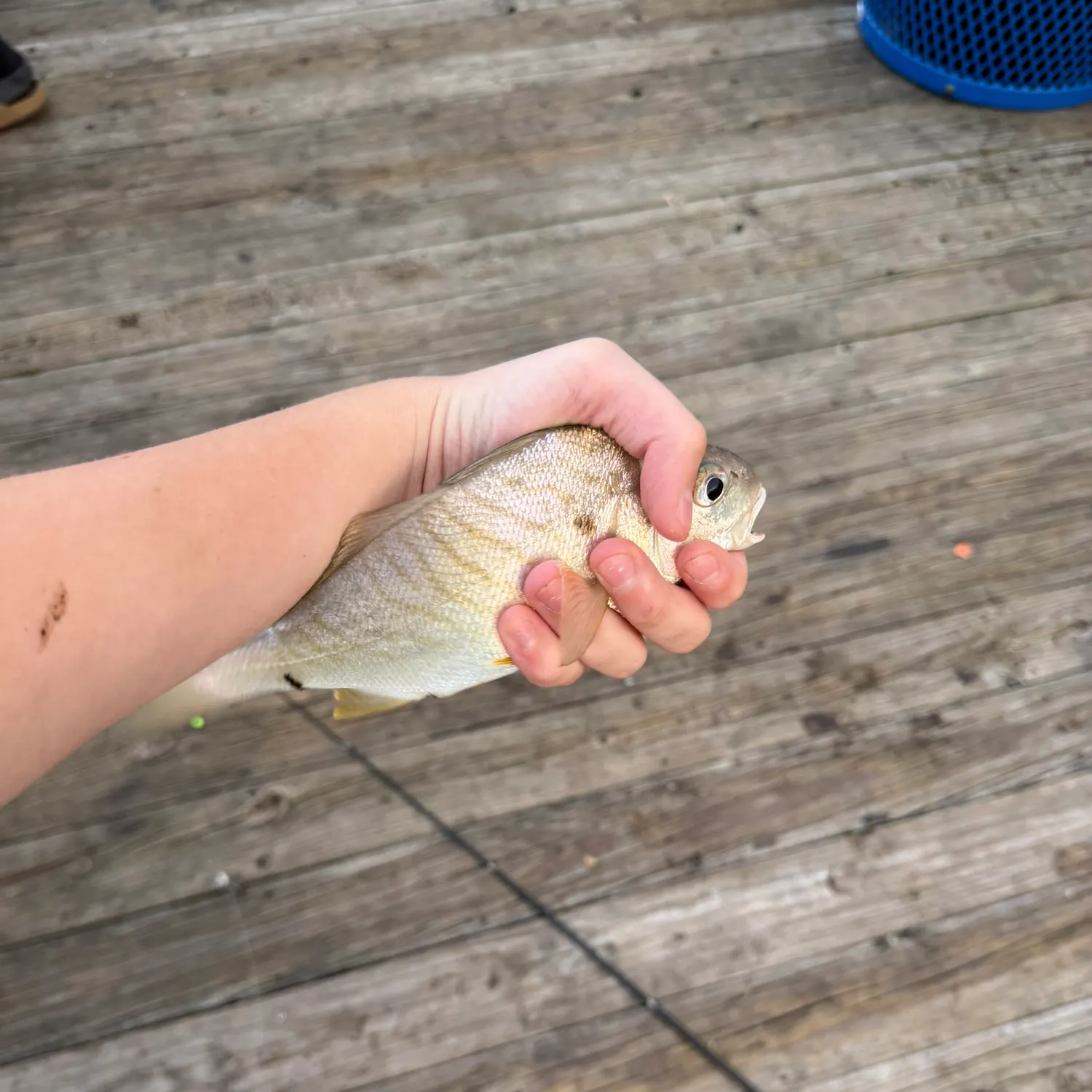 Spot croaker caught on Fishbrain