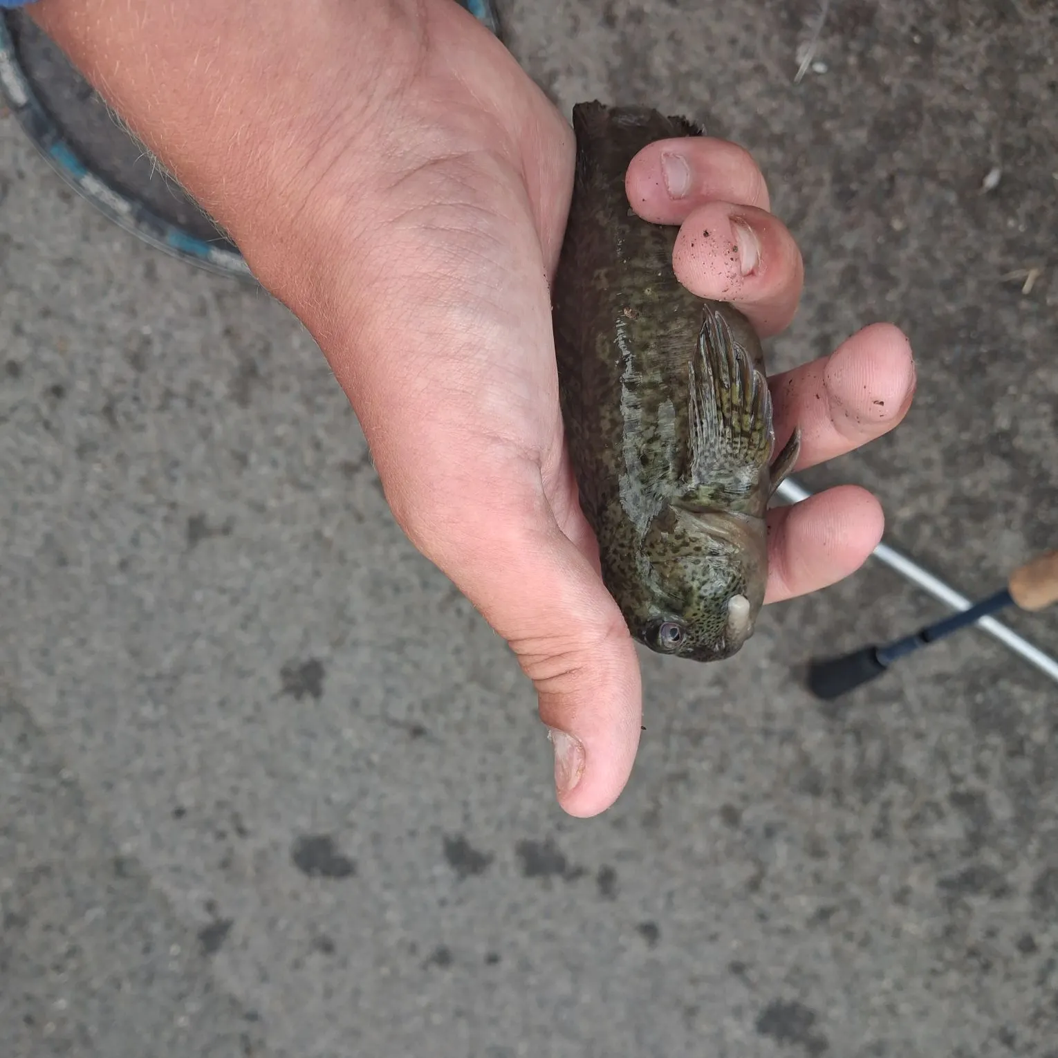 The most recent Shanny catches on Fishbrain