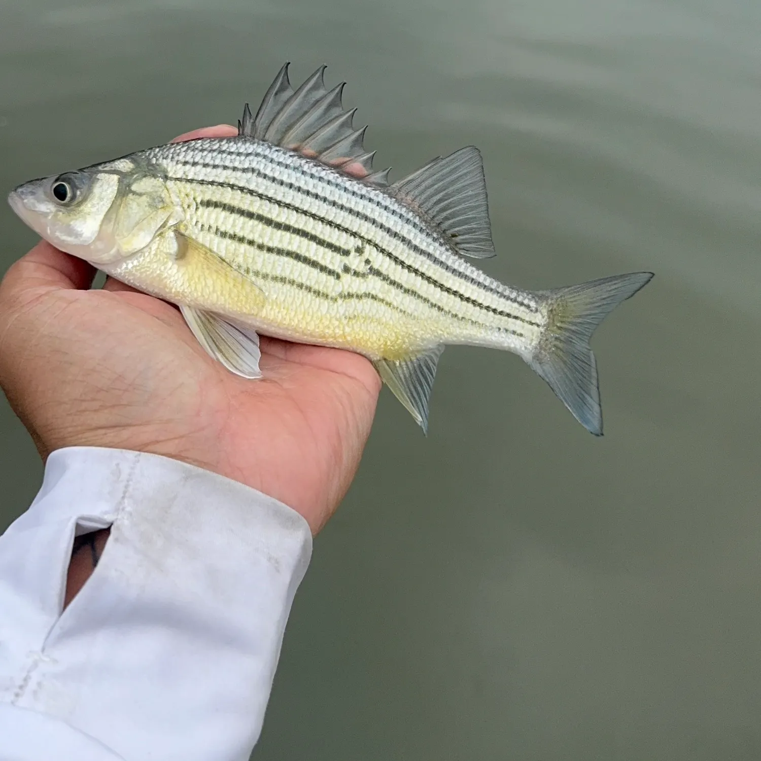 The most recent Yellow bass catches on Fishbrain