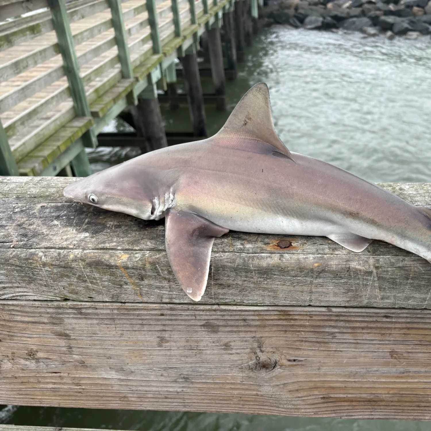 Atlantic sharpnose shark caught on Fishbrain