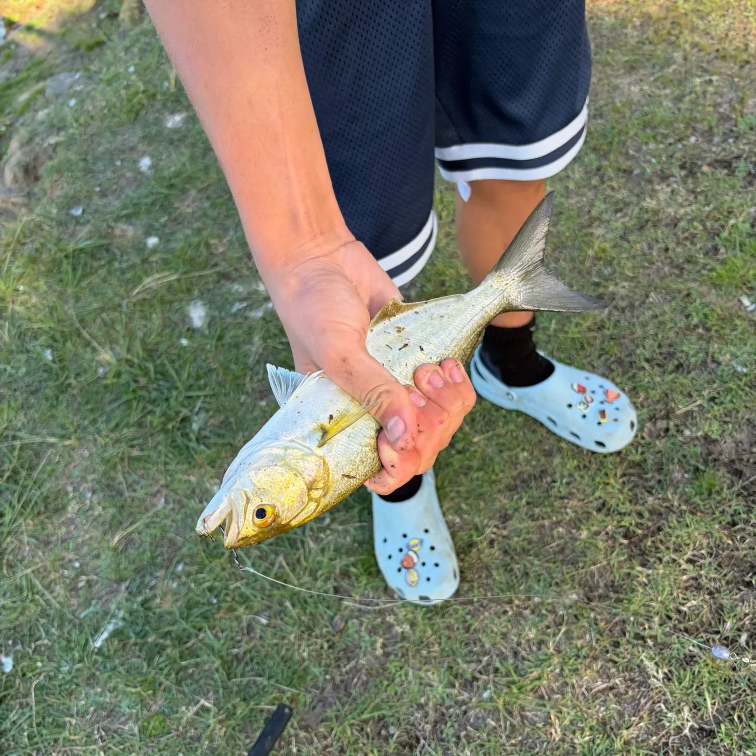 Bluefish caught on Fishbrain