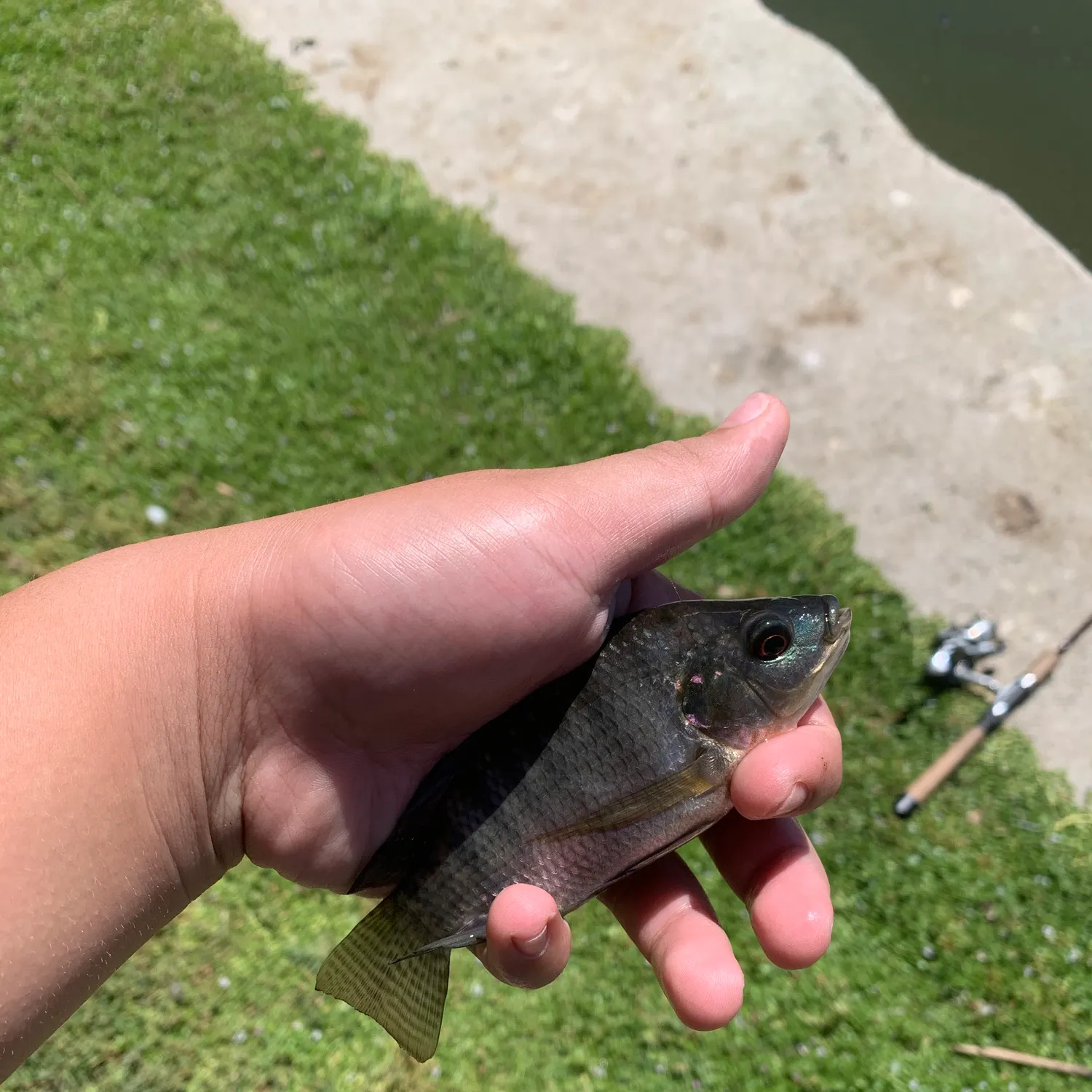 Blue tilapia caught on Fishbrain