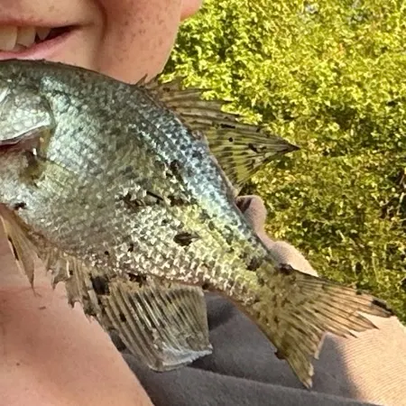 White crappie caught on Fishbrain