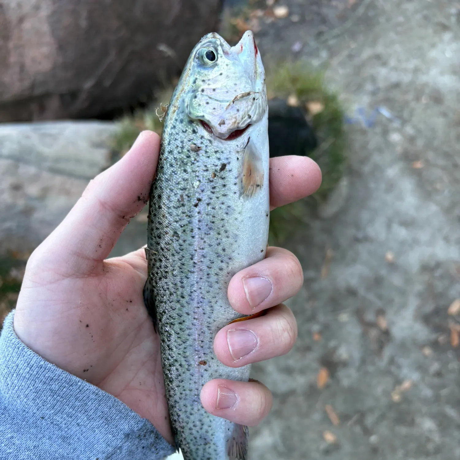 Rainbow trout caught on Fishbrain