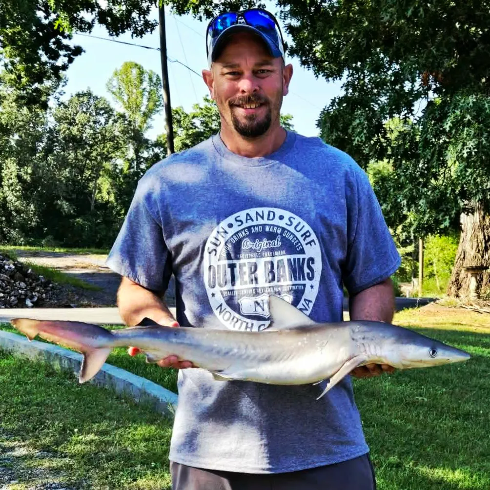 Atlantic sharpnose shark caught on Fishbrain