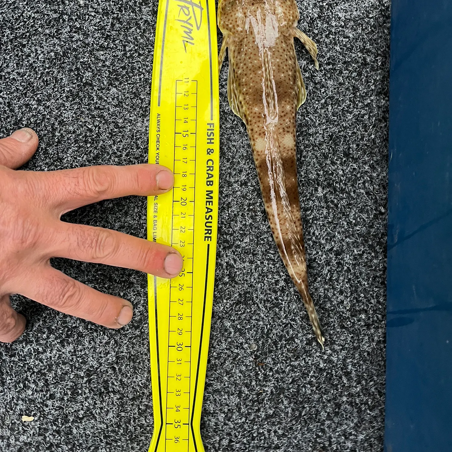The most recent Sand flathead catches on Fishbrain