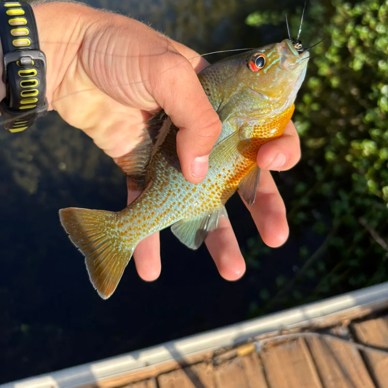 recently logged catches