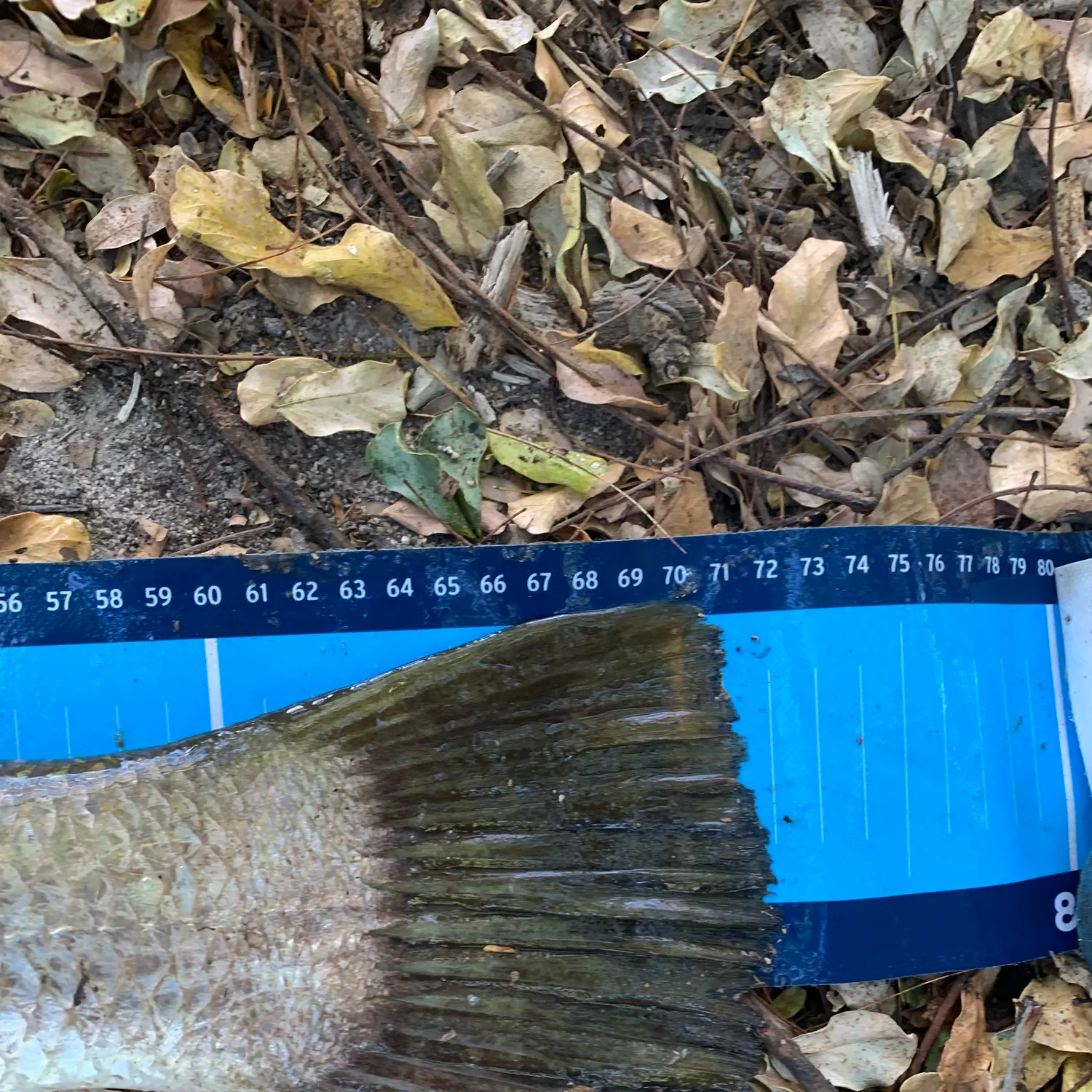The most recent Barramundi catches on Fishbrain