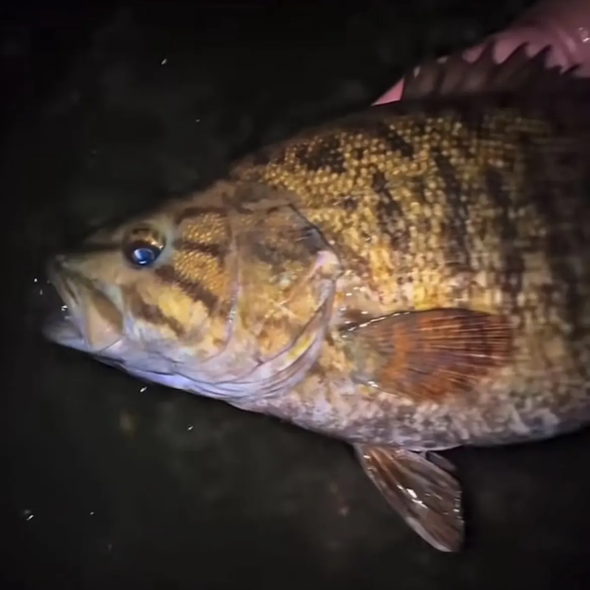 The most recent Smallmouth bass catches on Fishbrain