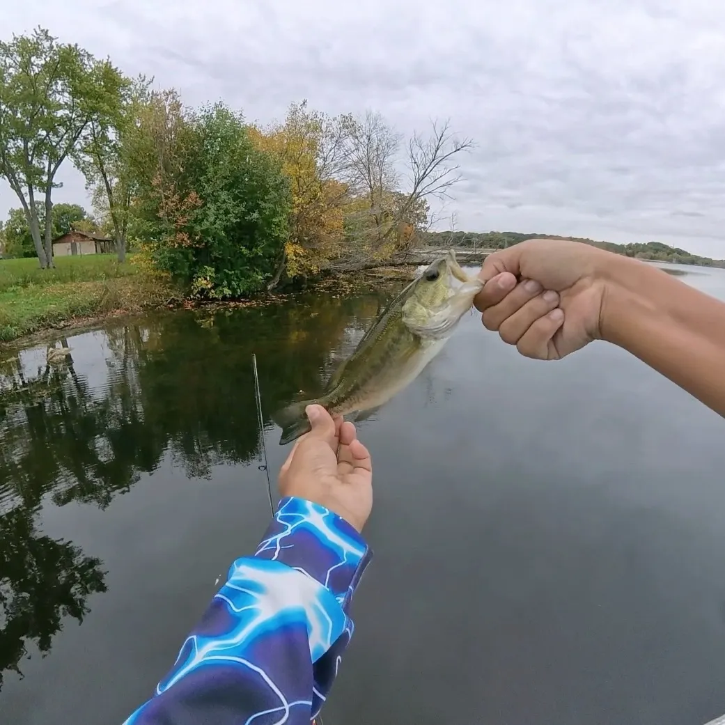 Largemouth bass caught on Fishbrain
