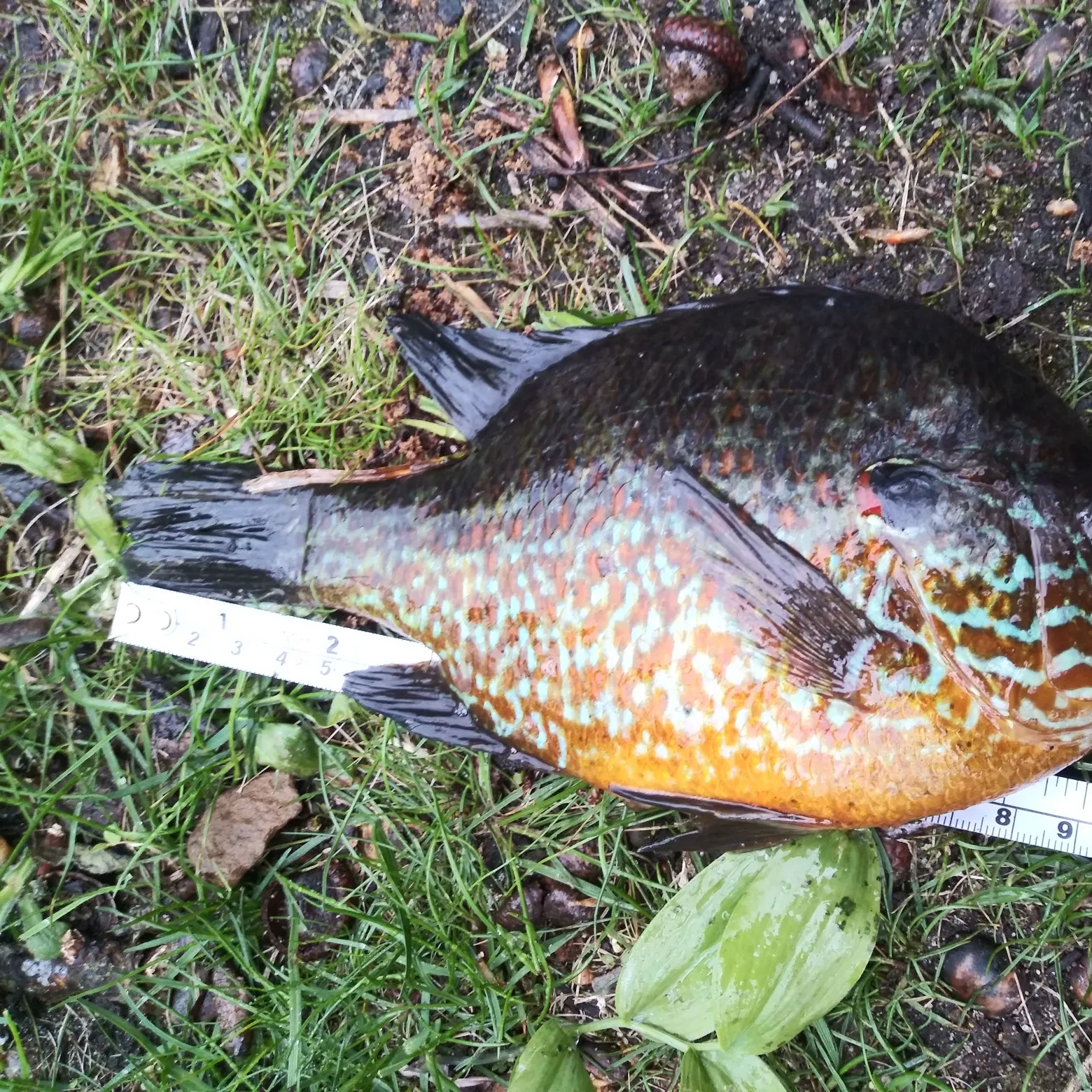 angler catch