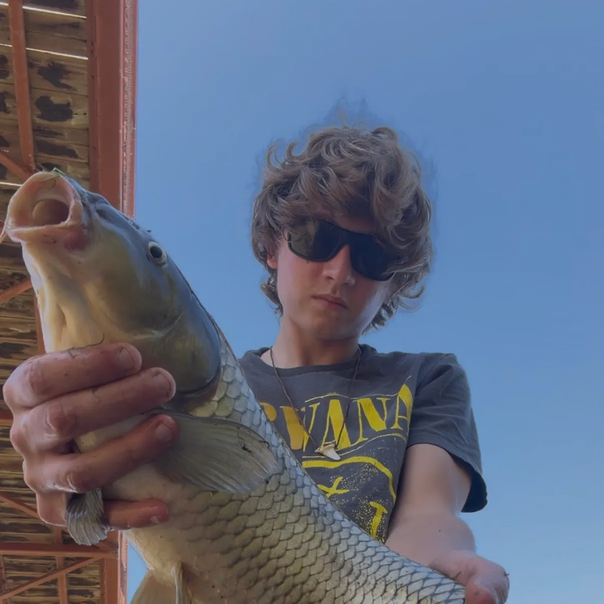 Common carp caught on Fishbrain