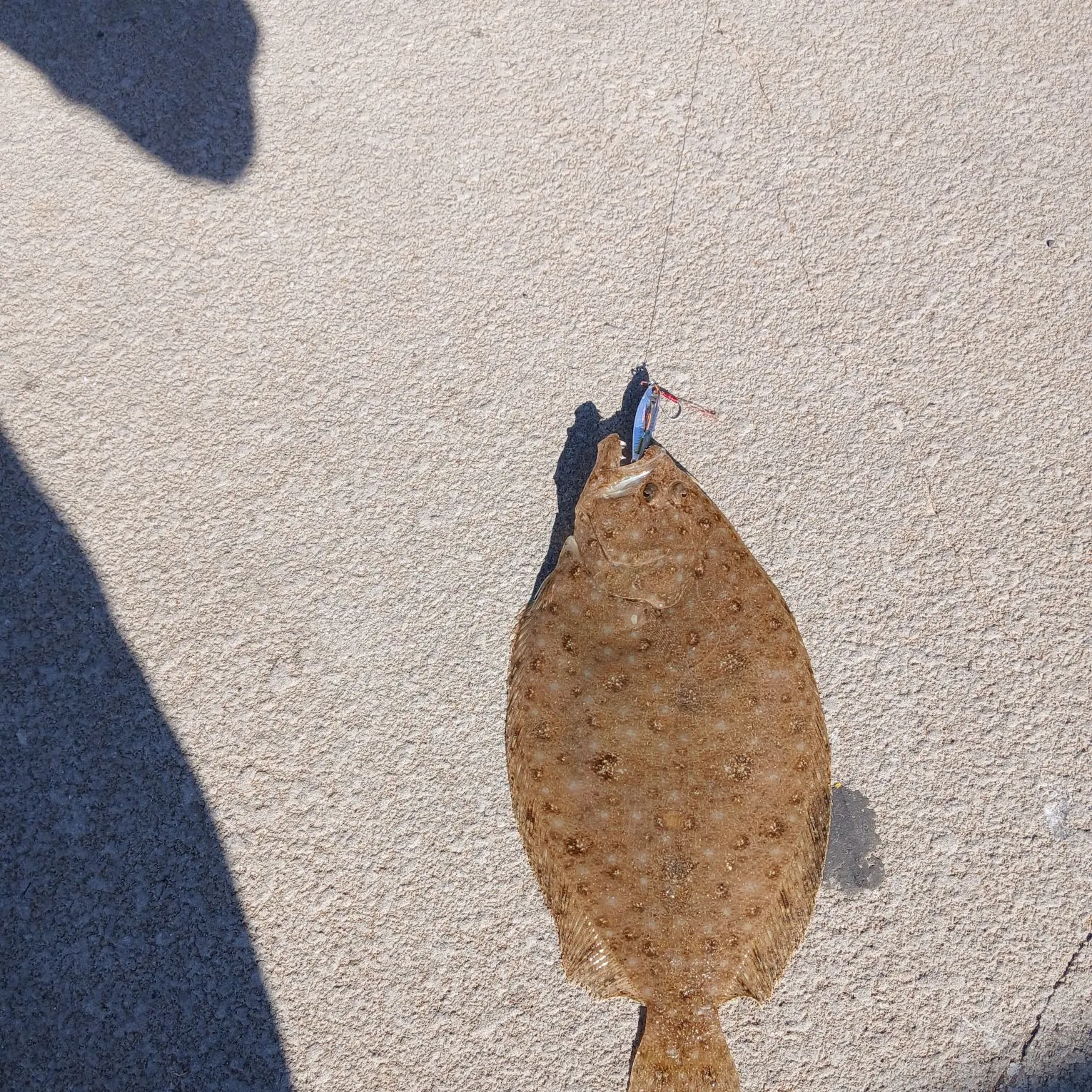 The most recent Largetooth flounder catches on Fishbrain