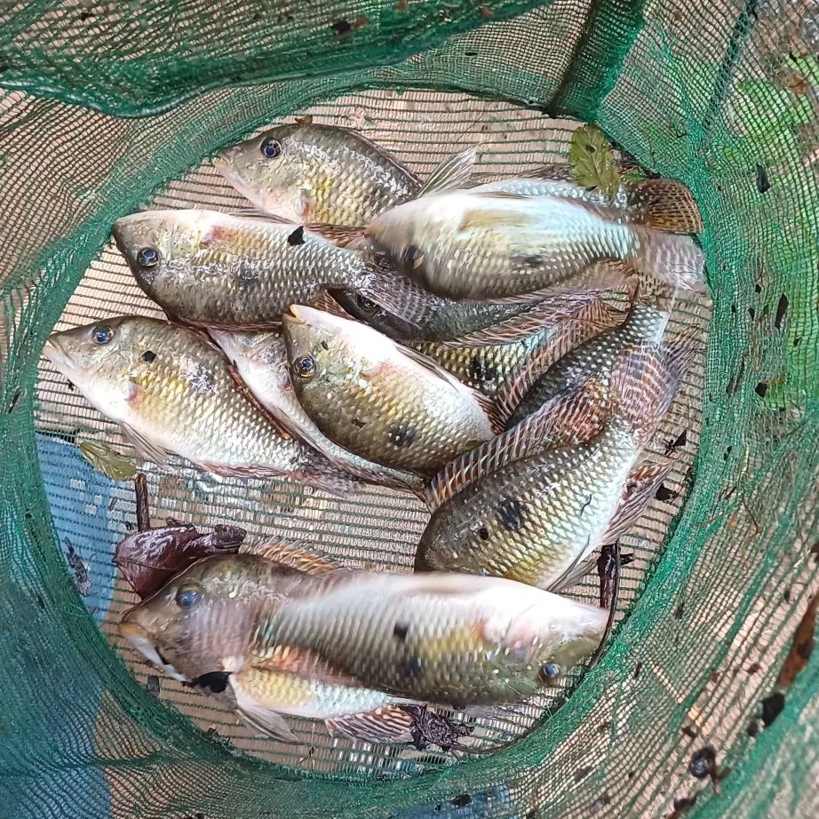 The most recent Black acara catches on Fishbrain