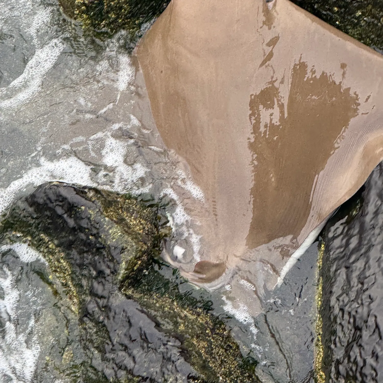 The most recent Deep-water stingray catches on Fishbrain