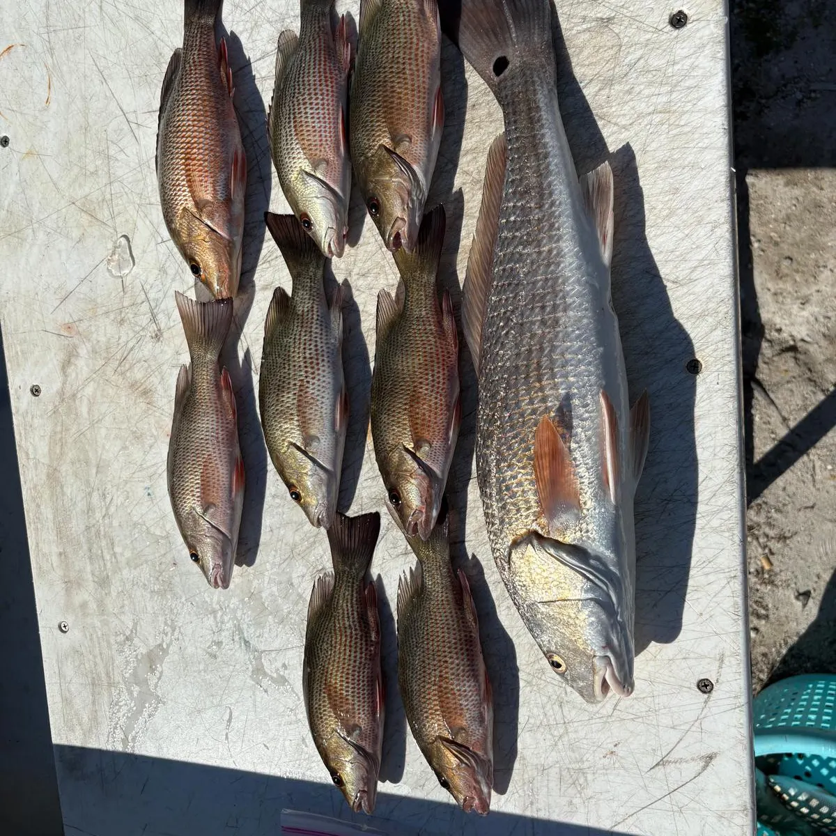 Mangrove snapper caught on Fishbrain