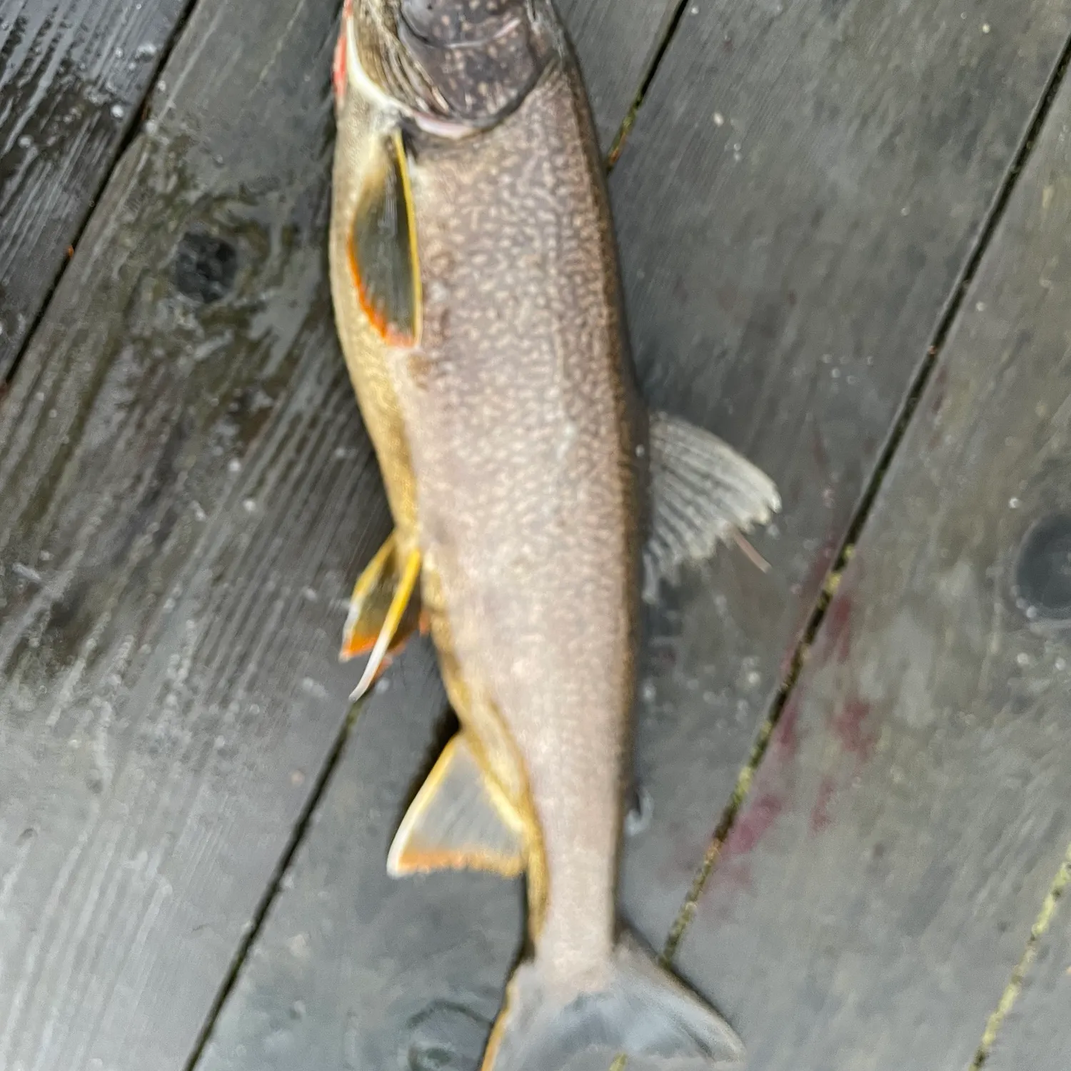 The most recent Northern pikeminnow catches on Fishbrain