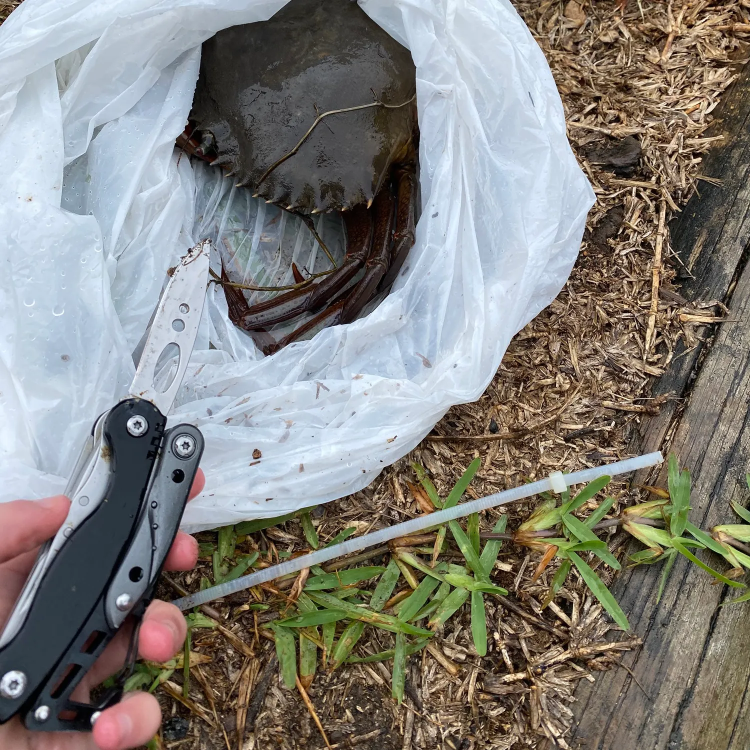 The most recent Giant mud crab catches on Fishbrain