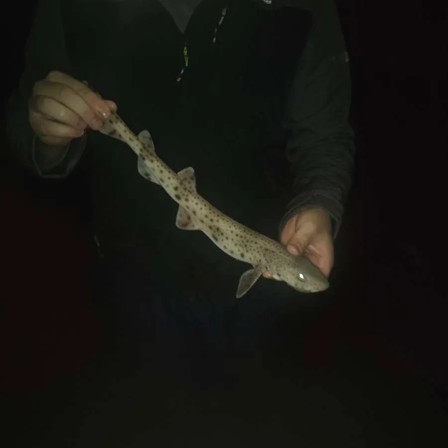 The most recent Nursehound catches on Fishbrain