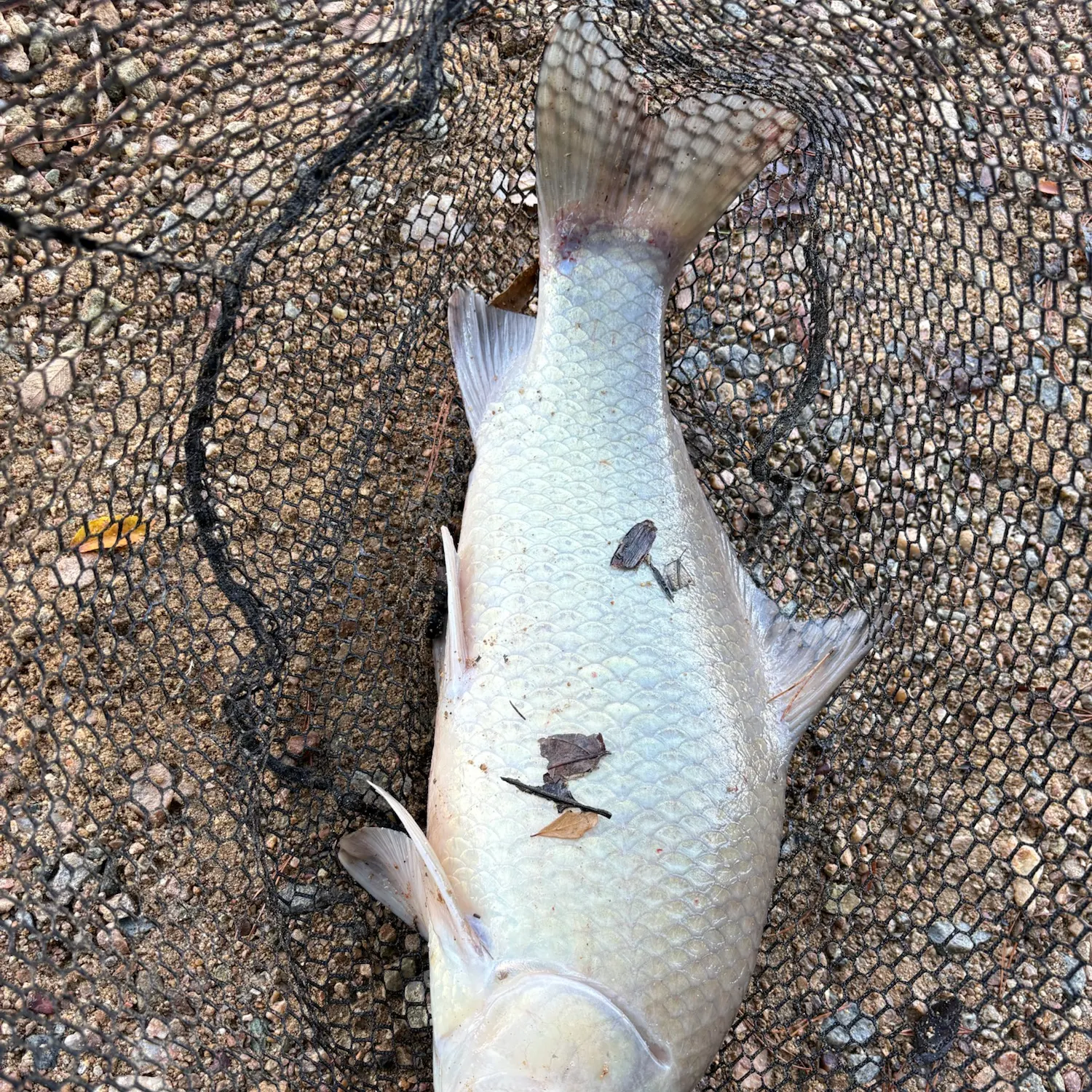 Smallmouth buffalo caught on Fishbrain