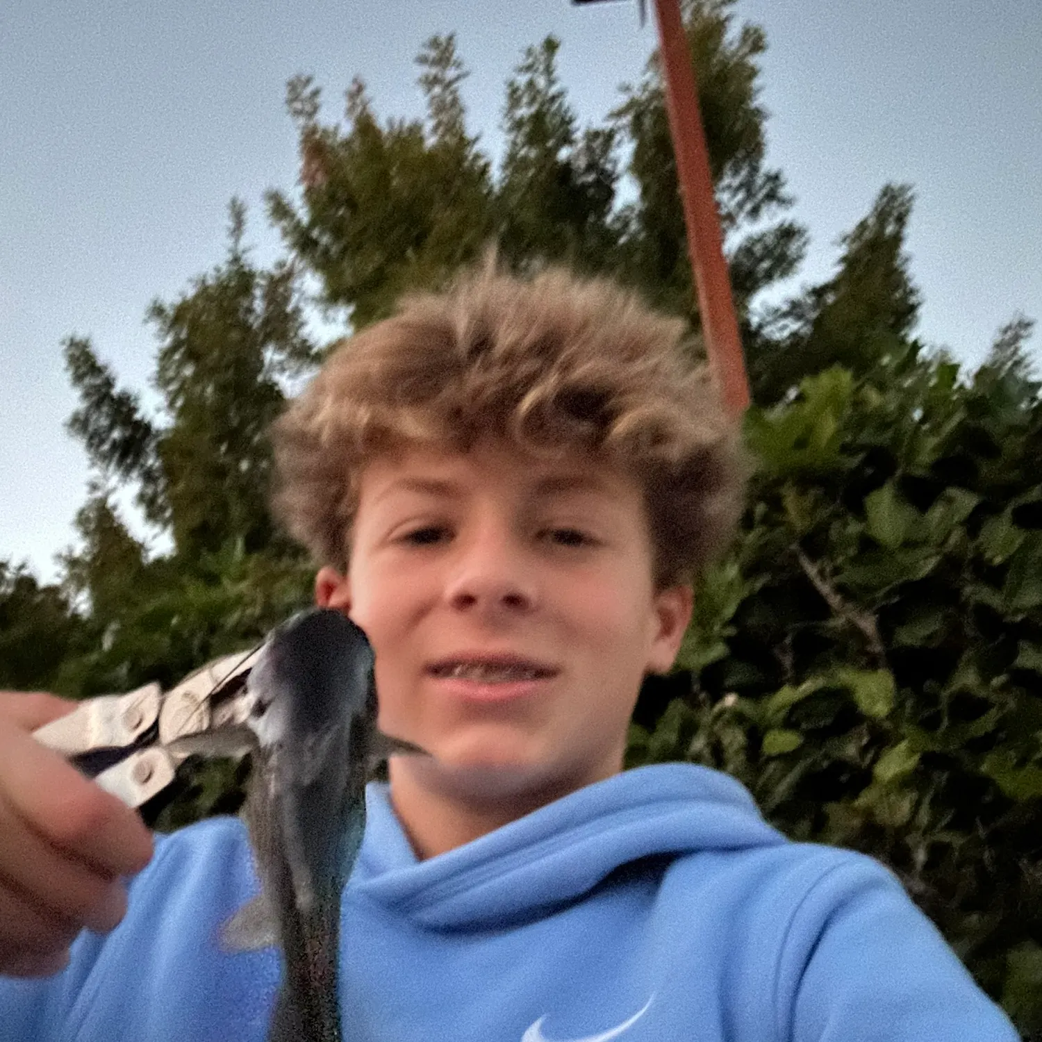 The most recent Black bullhead catches on Fishbrain