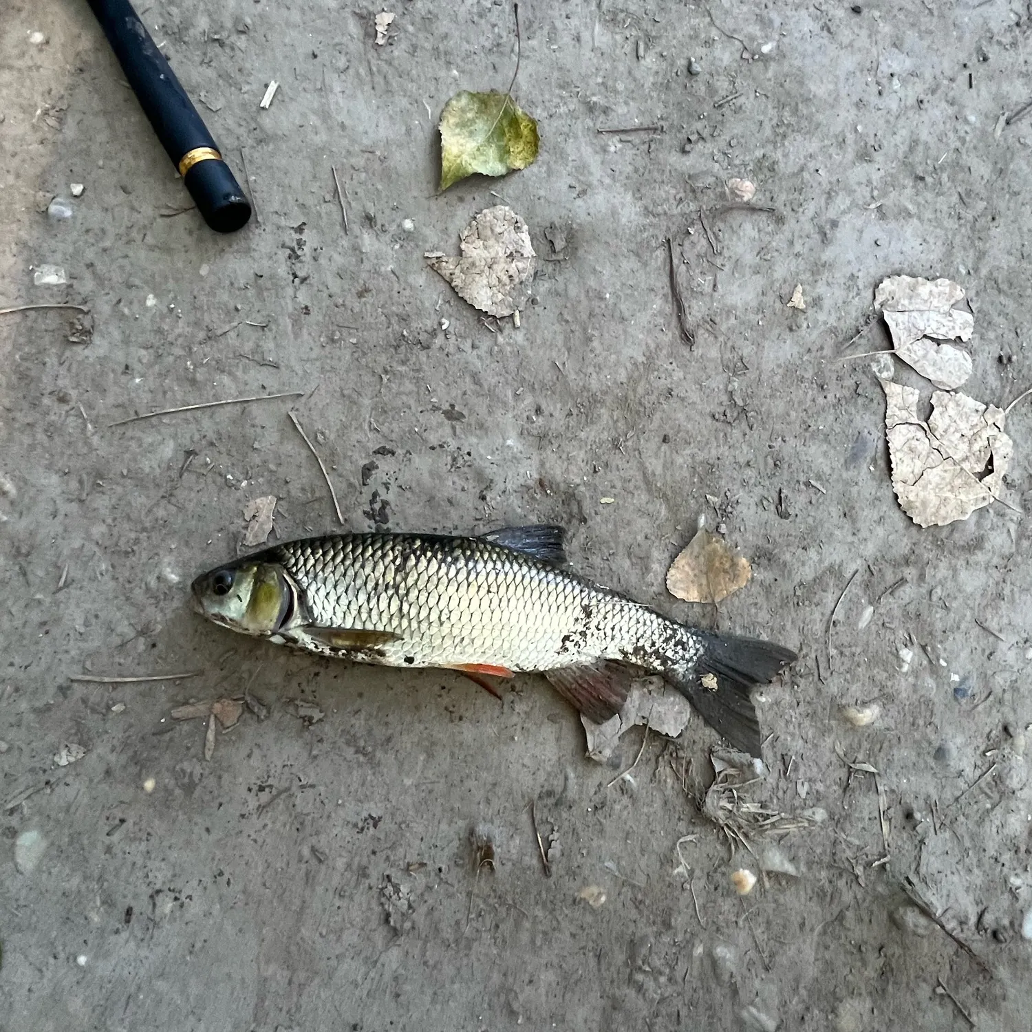 European chub caught on Fishbrain