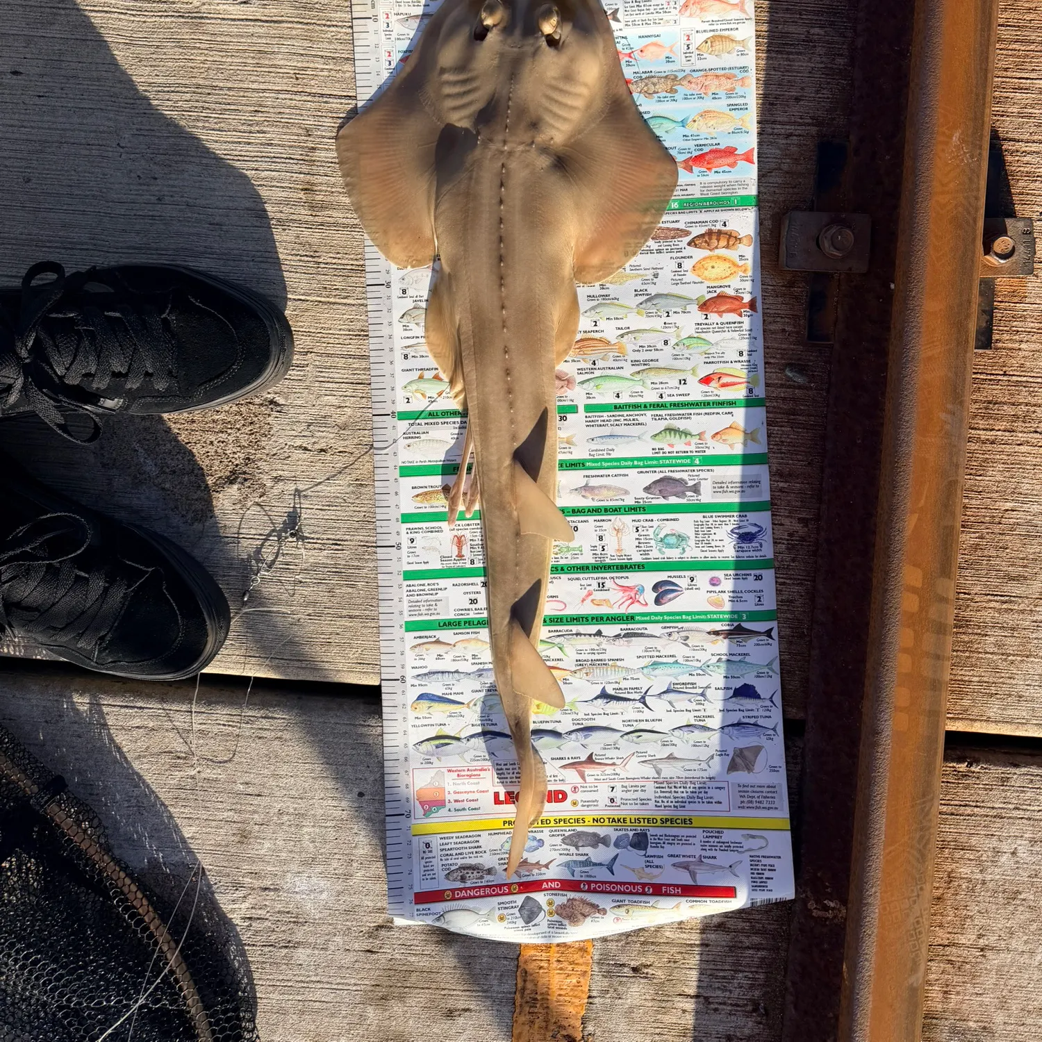 The most recent Port Jackson shark catches on Fishbrain