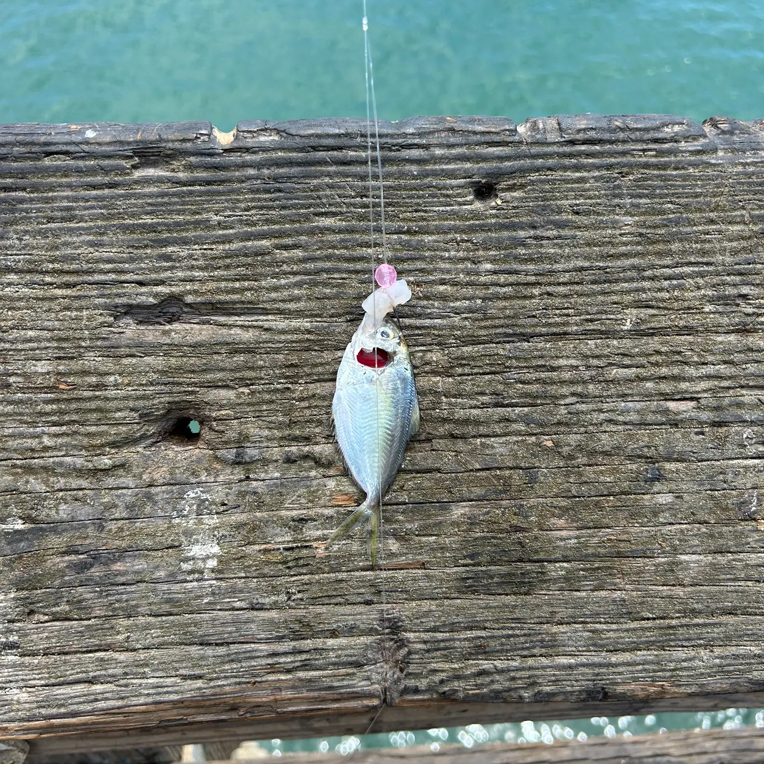 The most recent Southern pompano catches on Fishbrain