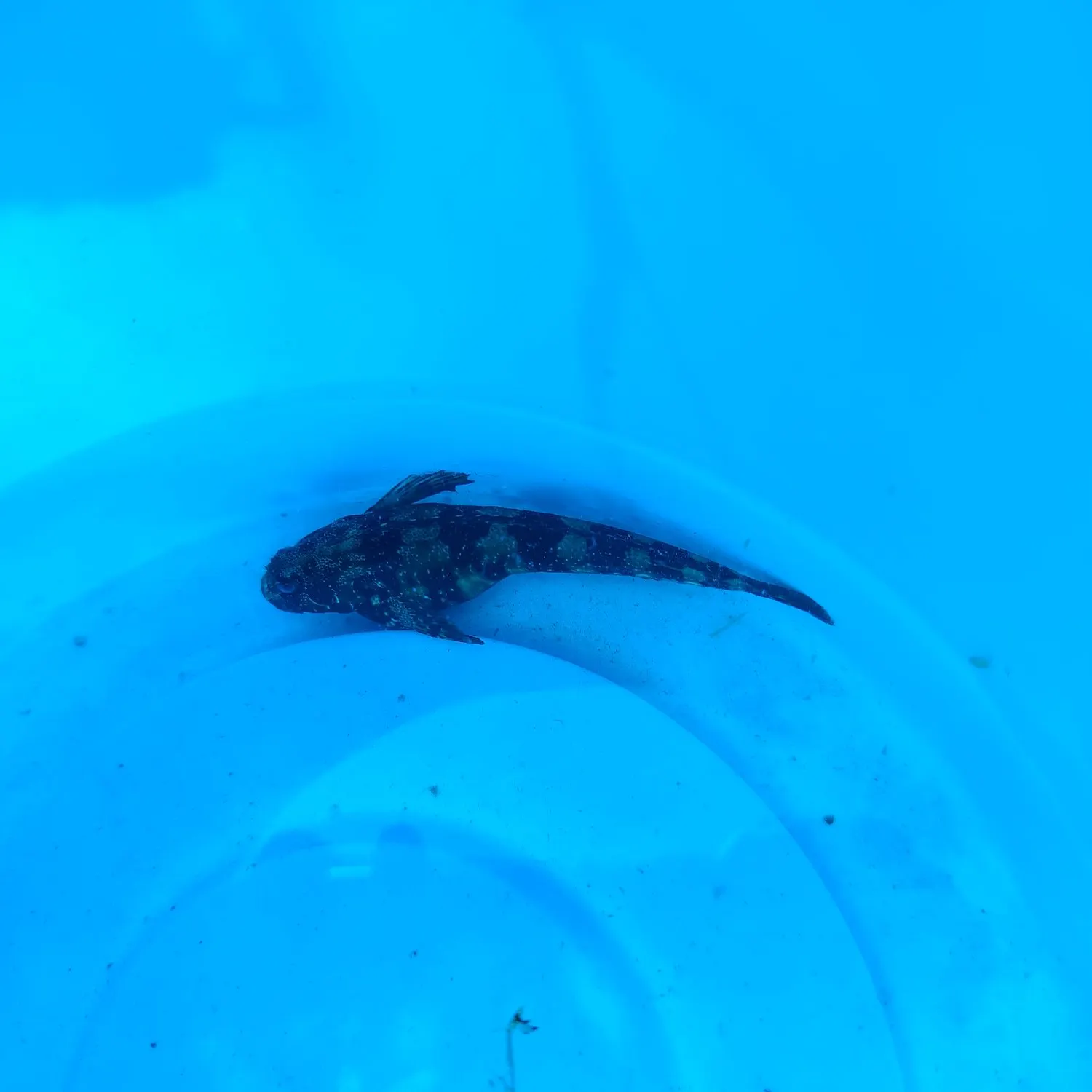 The most recent Northern wolffish catches on Fishbrain