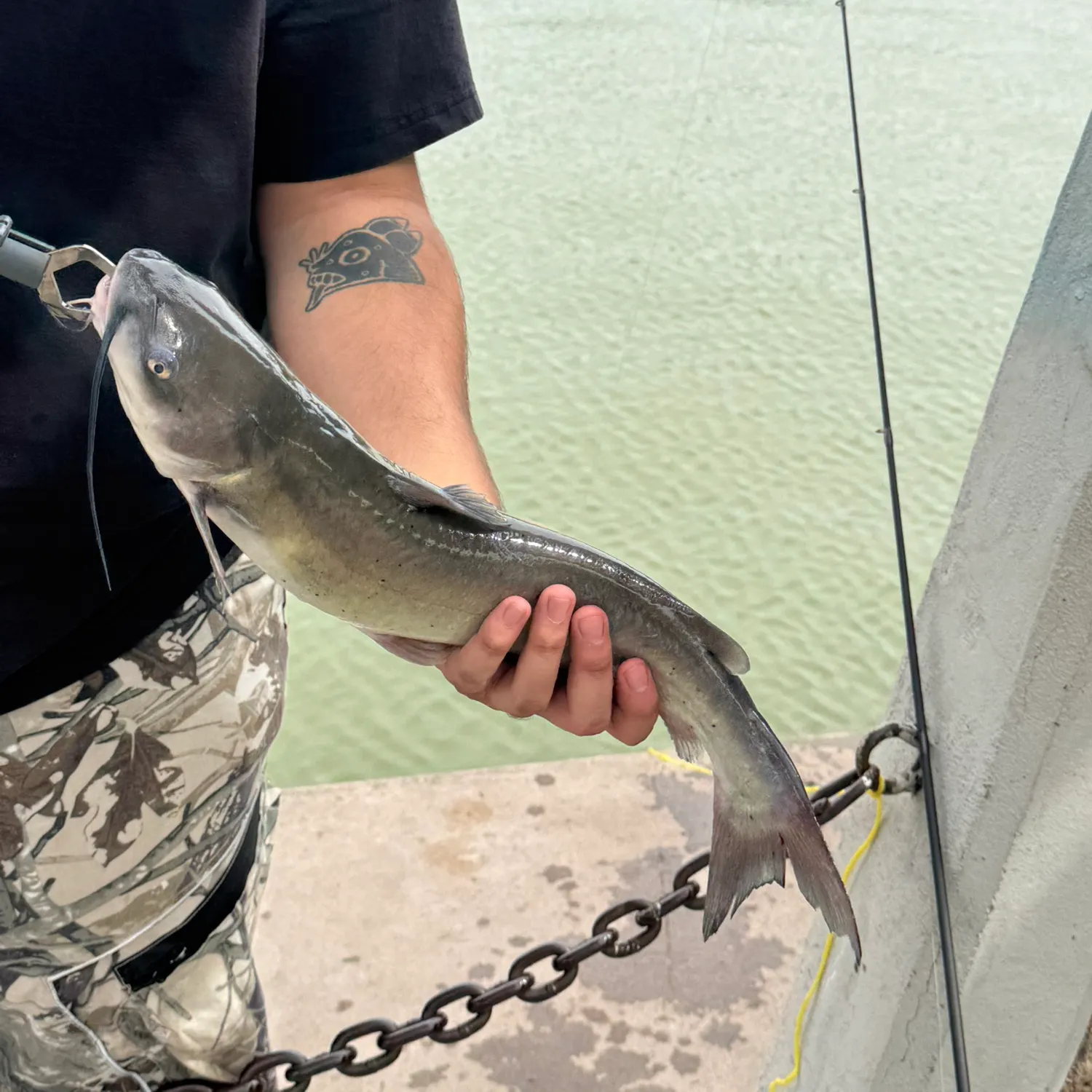Channel catfish caught on Fishbrain
