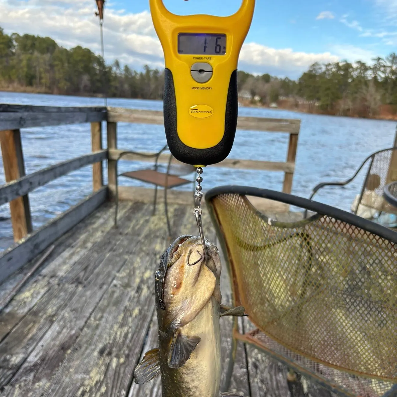 The most recent Black bullhead catches on Fishbrain