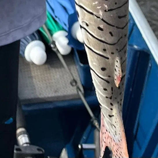 The most recent Barred sorubim catches on Fishbrain