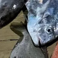 The most recent Jolthead porgy catches on Fishbrain