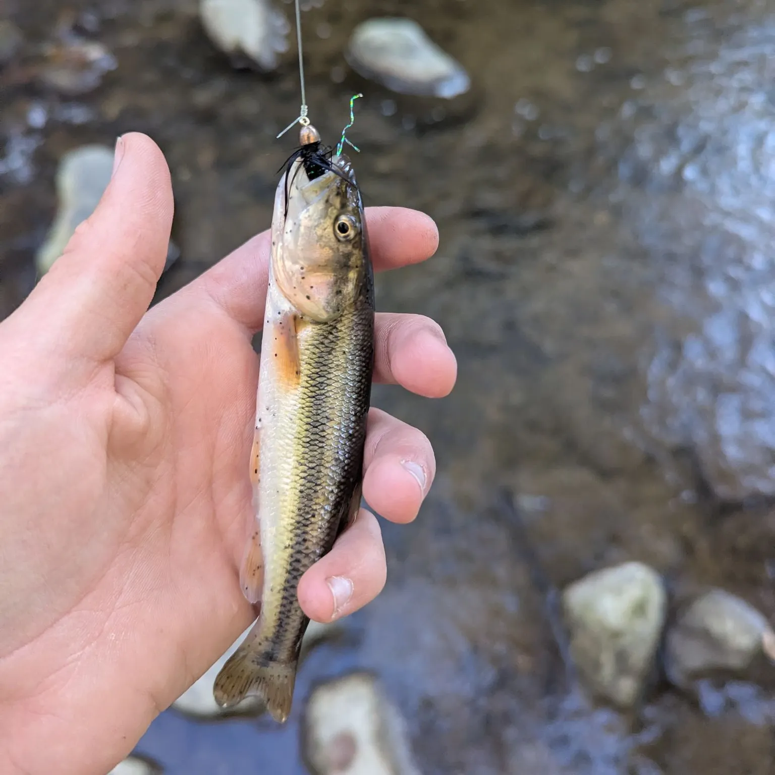 Creek chub caught on Fishbrain