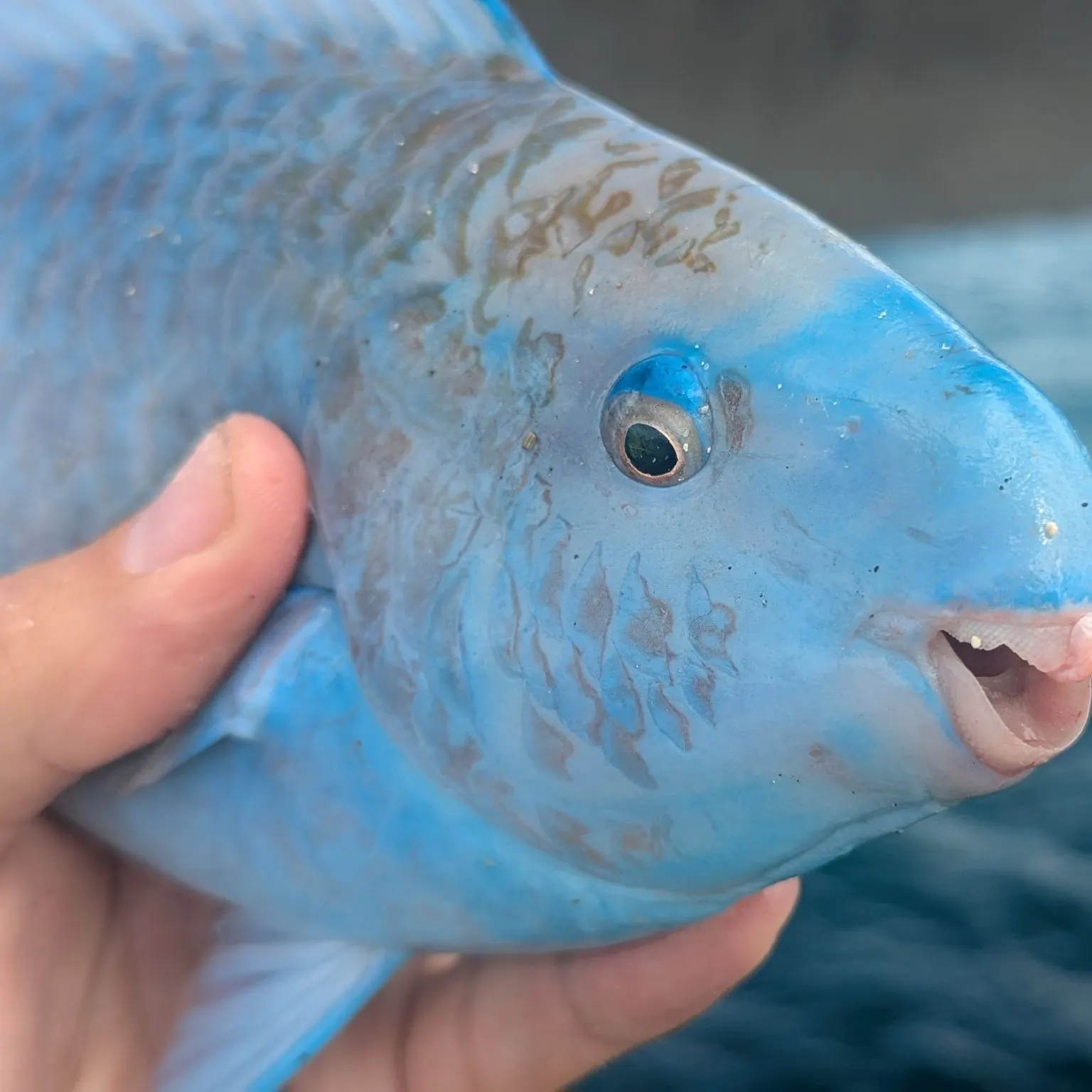 The most recent Blue parrotfish catches on Fishbrain