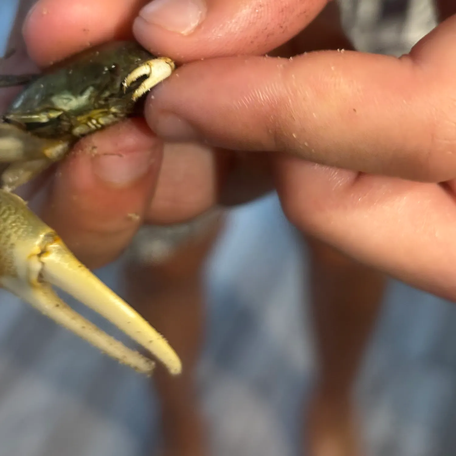 The most recent Florida stone crab catches on Fishbrain