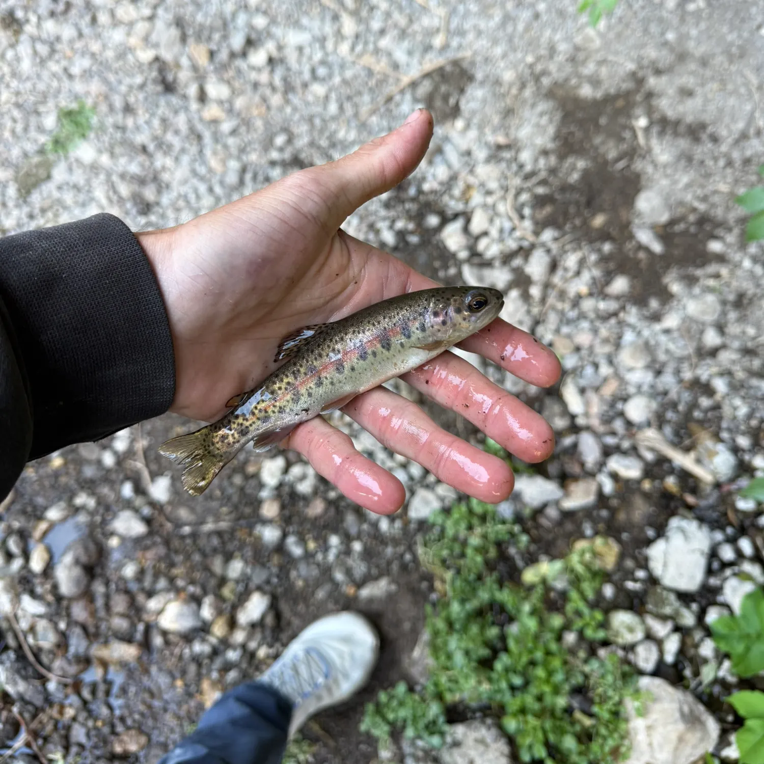 The most recent Great basin redband trout catches on Fishbrain