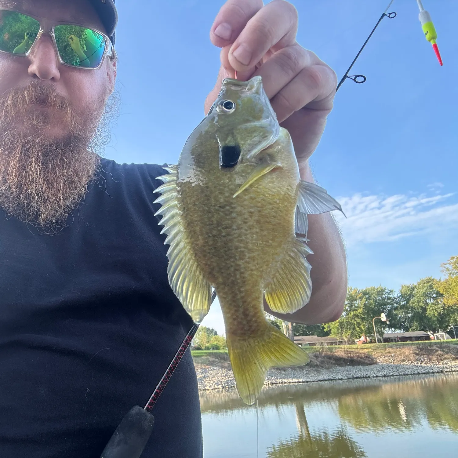Greengill hybrid caught on Fishbrain
