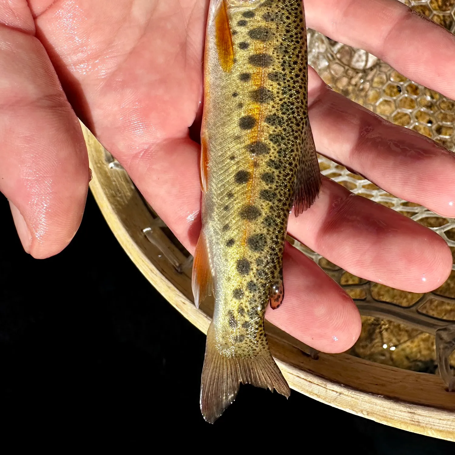 The most recent Gila trout catches on Fishbrain