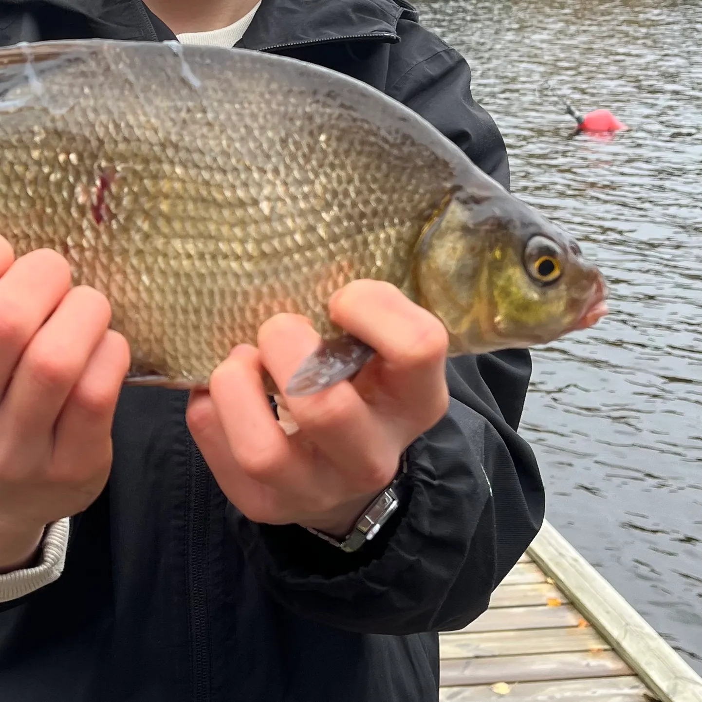 Common bream caught on Fishbrain