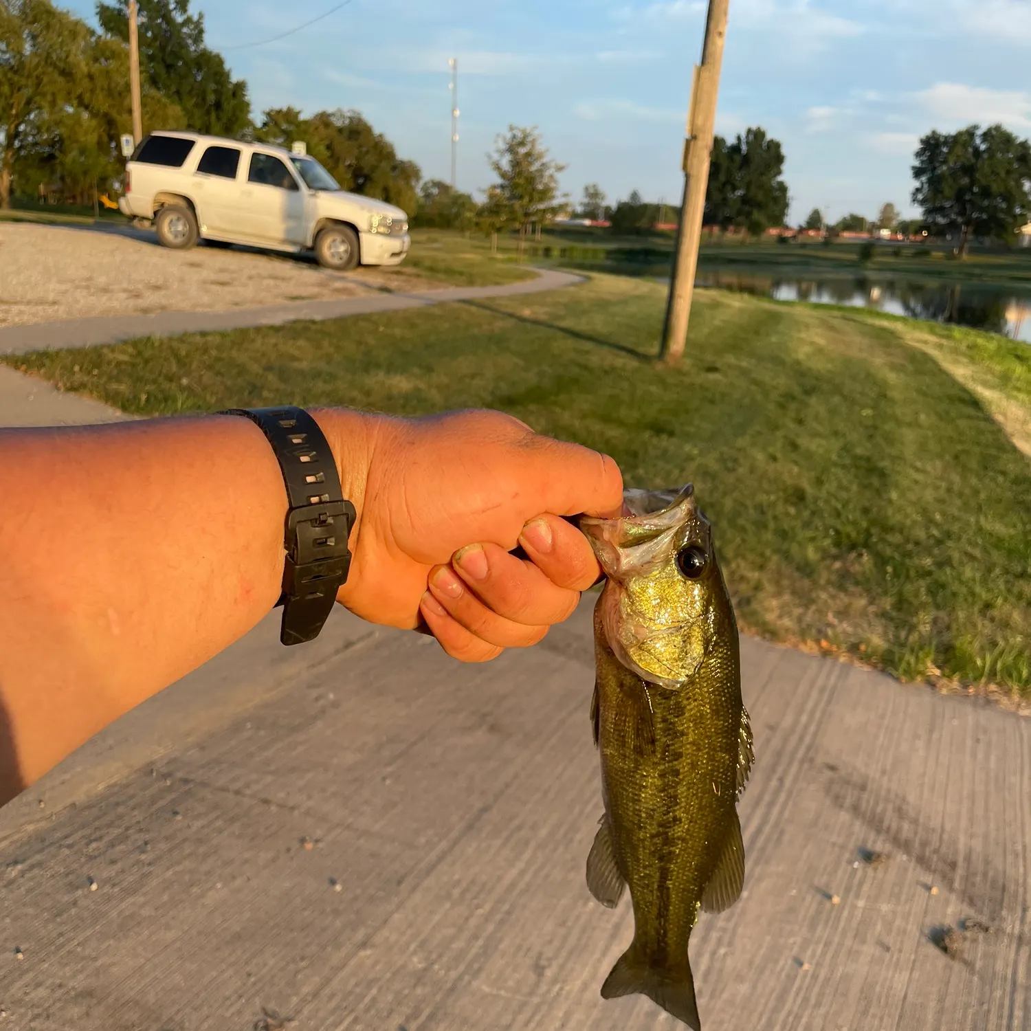 Largemouth bass caught on Fishbrain