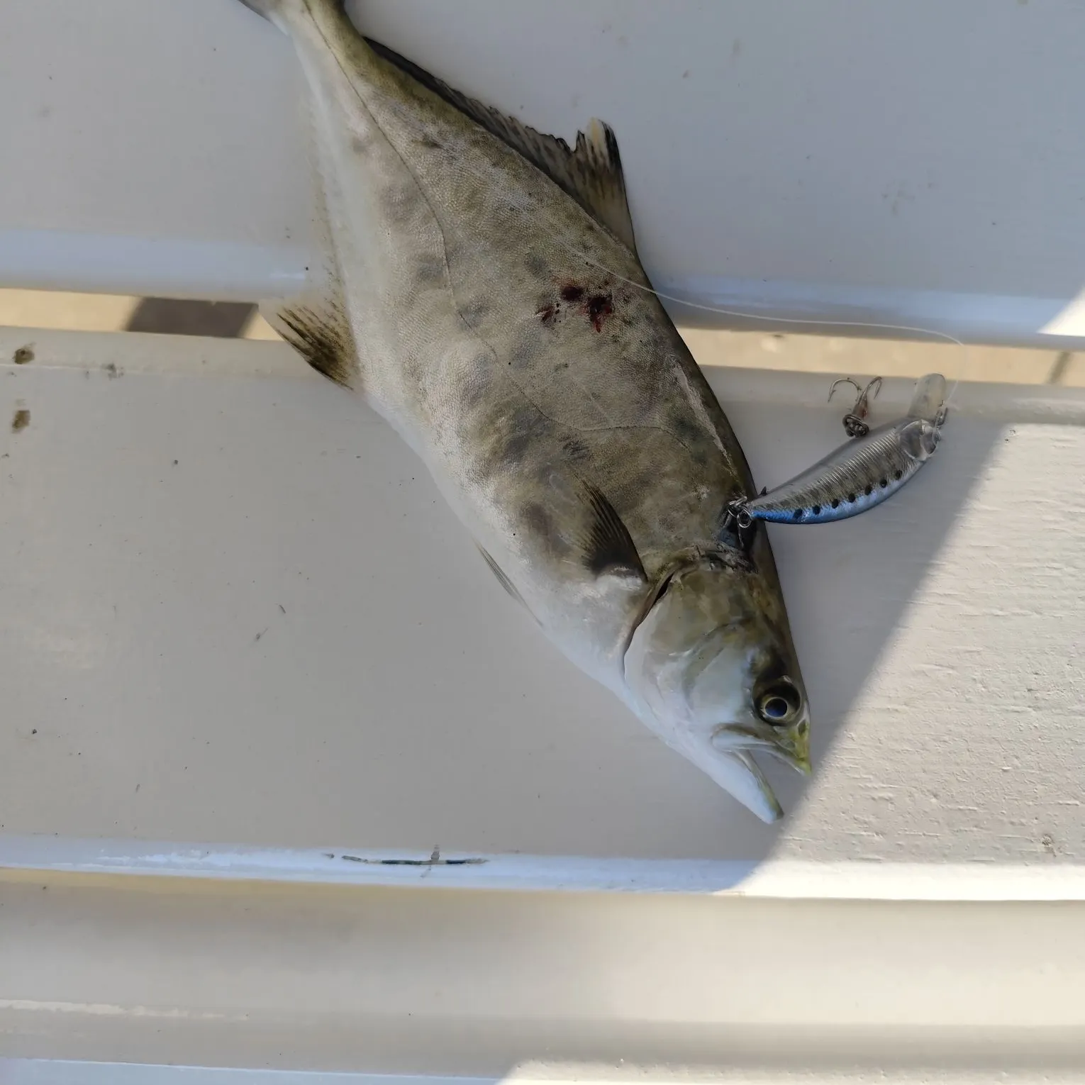 The most recent Leerfish catches on Fishbrain