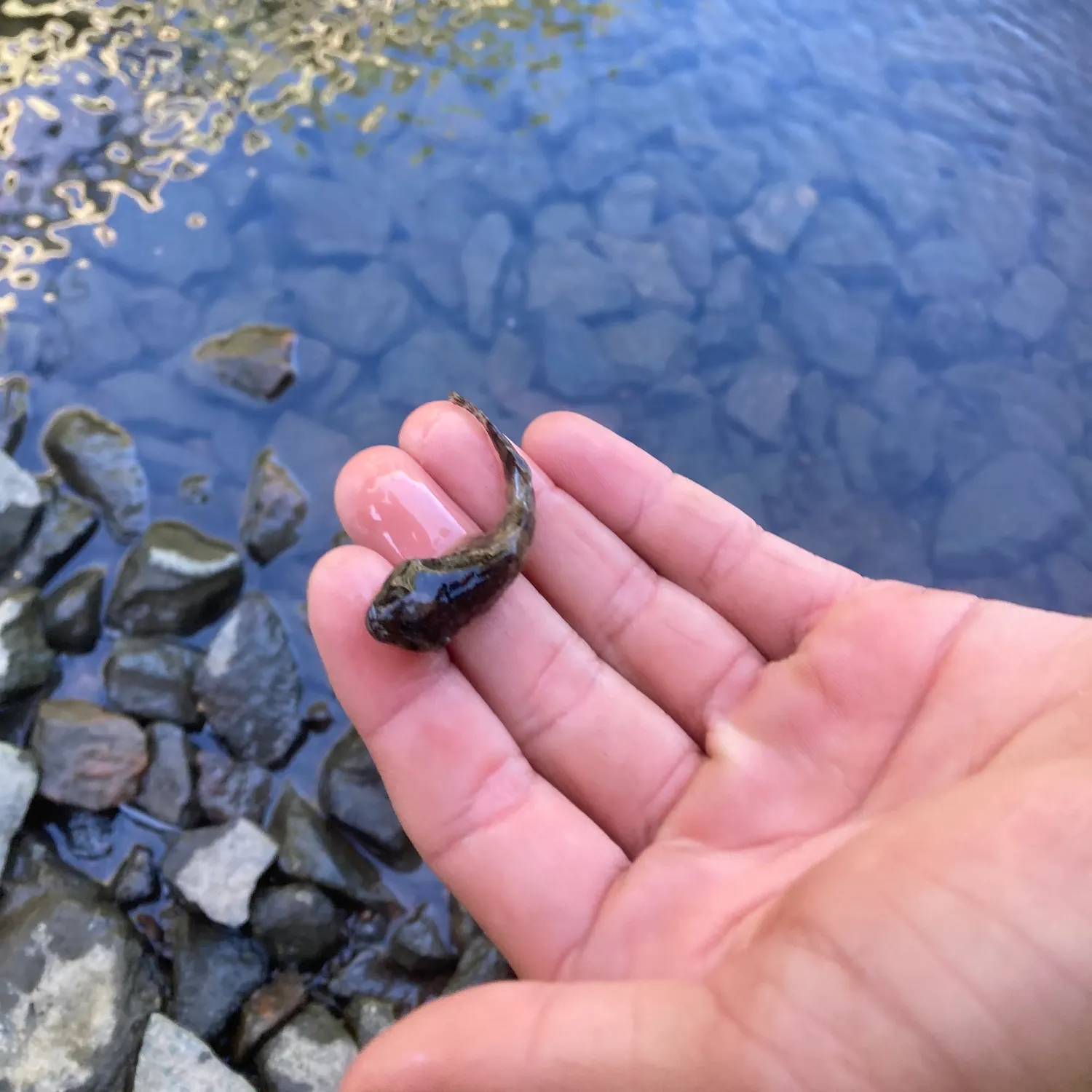 The most recent Cabezon catches on Fishbrain
